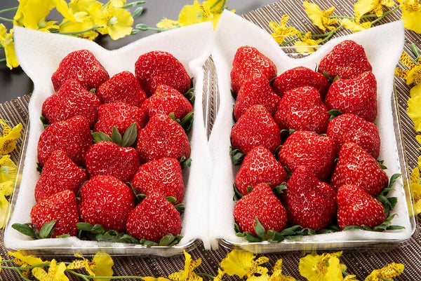 【埼玉県内発】 いちご1箱付きミステリーツアー1